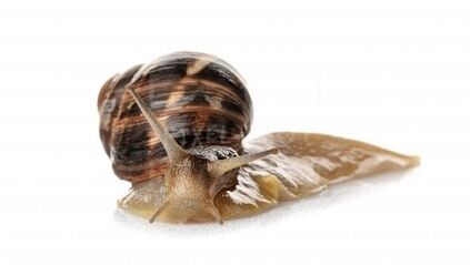 Intenkin contains Snail Mucin