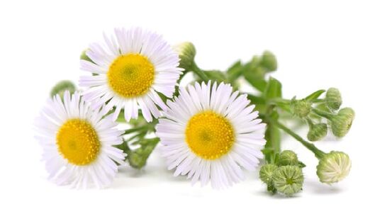 Intenkin contains chamomile extract
